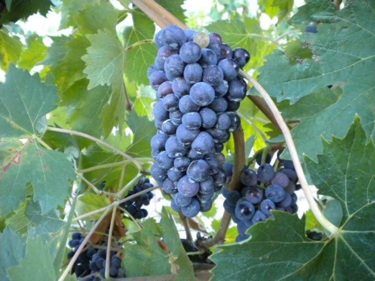 Agriturismo Il Melo 발파브리카 외부 사진